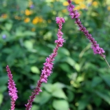 Foltz plant