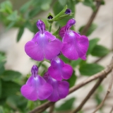 Foltz plant