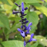 Foltz plant