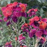 Foltz plant