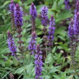 Foltz plant