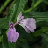 Foltz plant