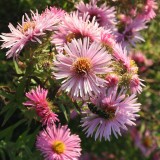 Foltz plant
