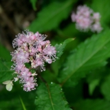 Foltz plant
