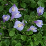 Foltz plant