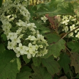 Foltz plant