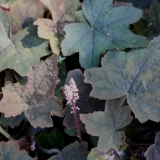 Foltz plant