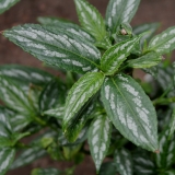 Foltz plant