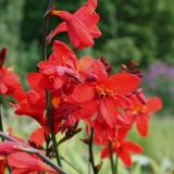 Foltz plant