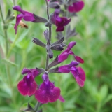 Foltz plant