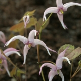Foltz plant