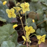 Foltz plant