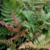 Foltz plant