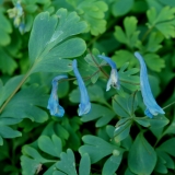 Foltz plant