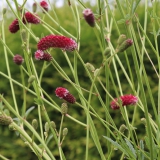 Foltz plant