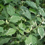 Foltz plant