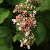 Foltz plant