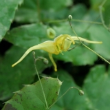 Foltz plant