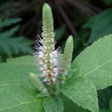 Foltz plant