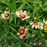 Foltz plant
