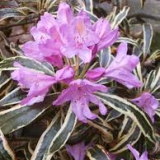 Foltz plant
