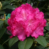 Foltz plant