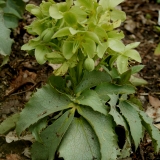 Foltz plant