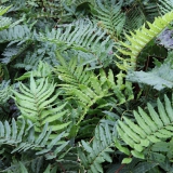Foltz plant