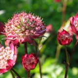 Foltz plant
