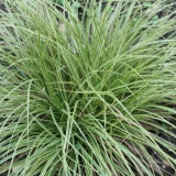 Foltz plant