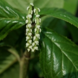 Foltz plant