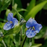 Foltz plant