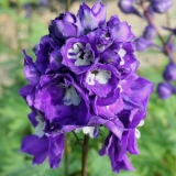 Foltz plant