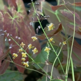 Foltz plant
