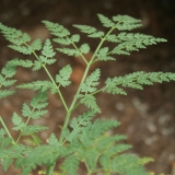 Foltz plant