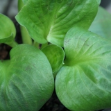 Foltz plant