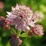 Foltz plant