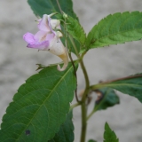 Foltz plant