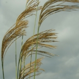 Foltz plant