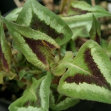 Foltz plant