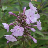 Foltz plant