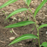 Foltz plant