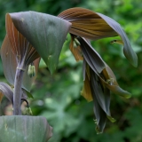 Foltz plant