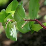 Foltz plant
