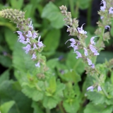 Foltz plant