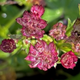Foltz plant