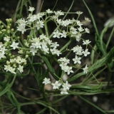 Foltz plant