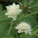 Foltz plant
