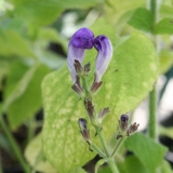 Foltz plant
