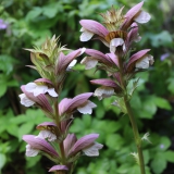 Foltz plant
